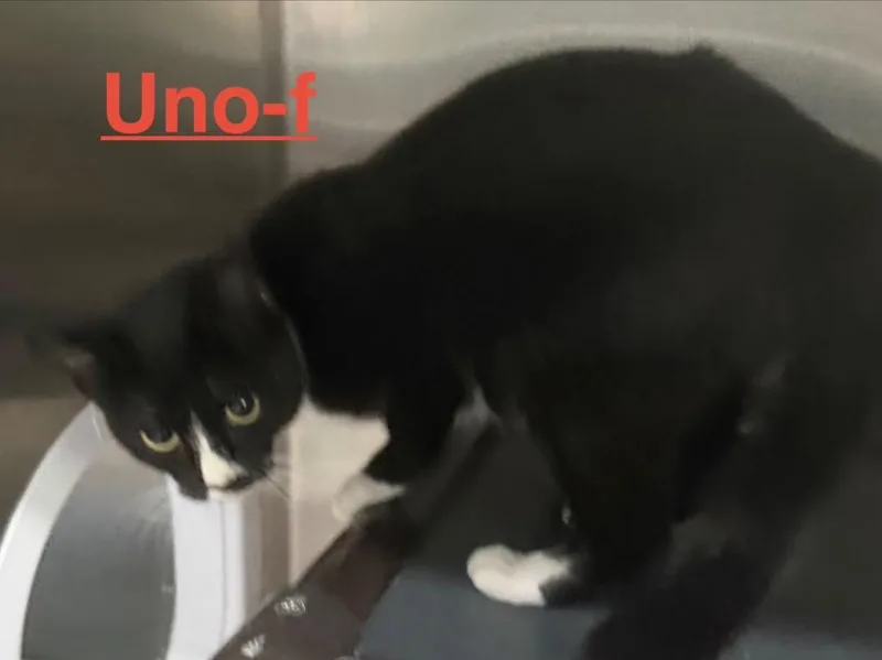 Uno