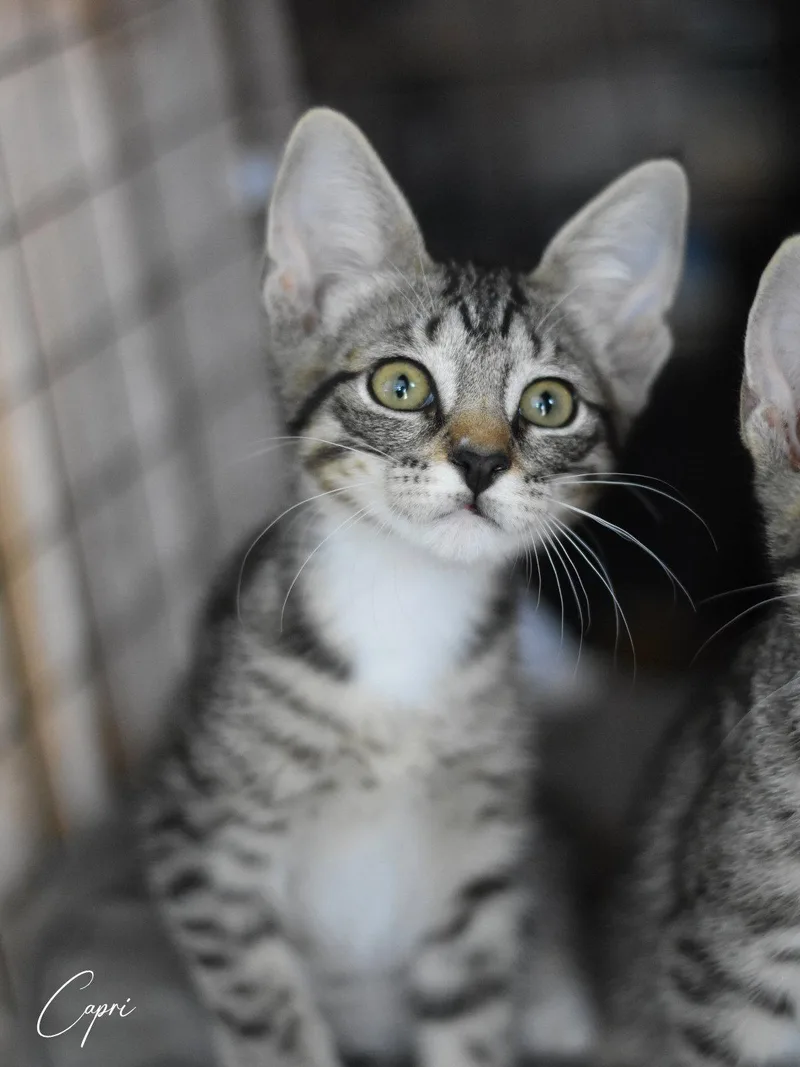 A baby medium-sized female Tabby cat named Capri for adoption in Montgomery, TX