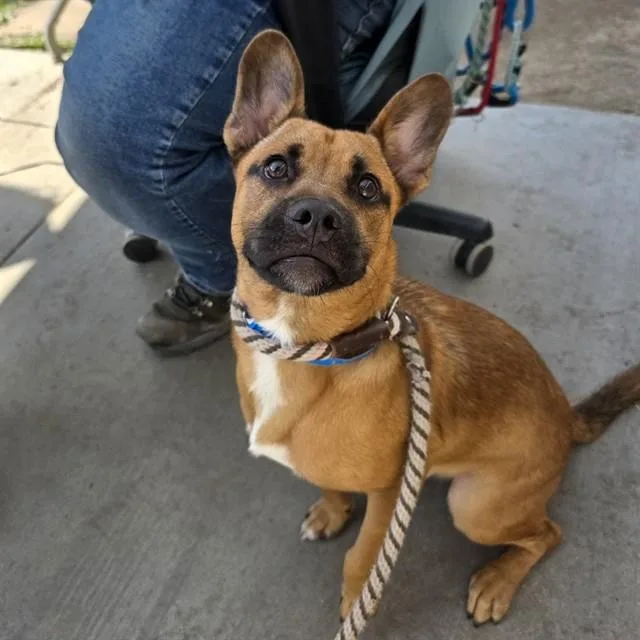 A young medium-sized male German Shepherd Dog dog named Nelson for adoption in Long Beach, CA