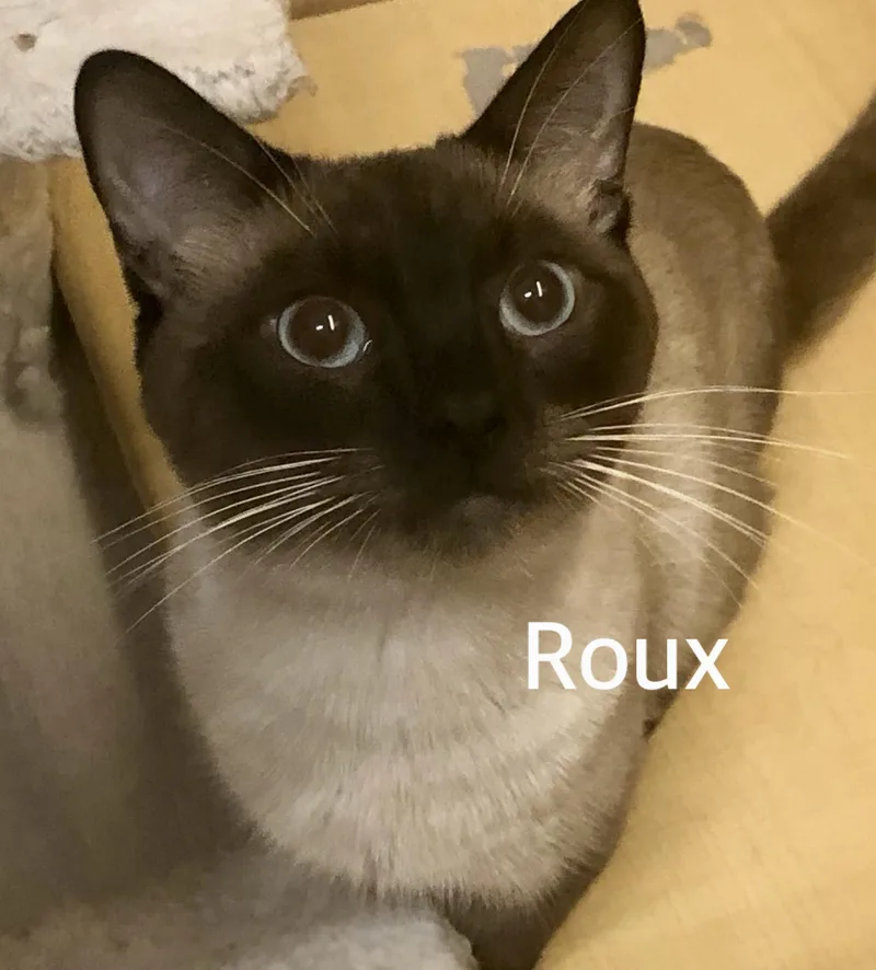 Roux thumbnail 2