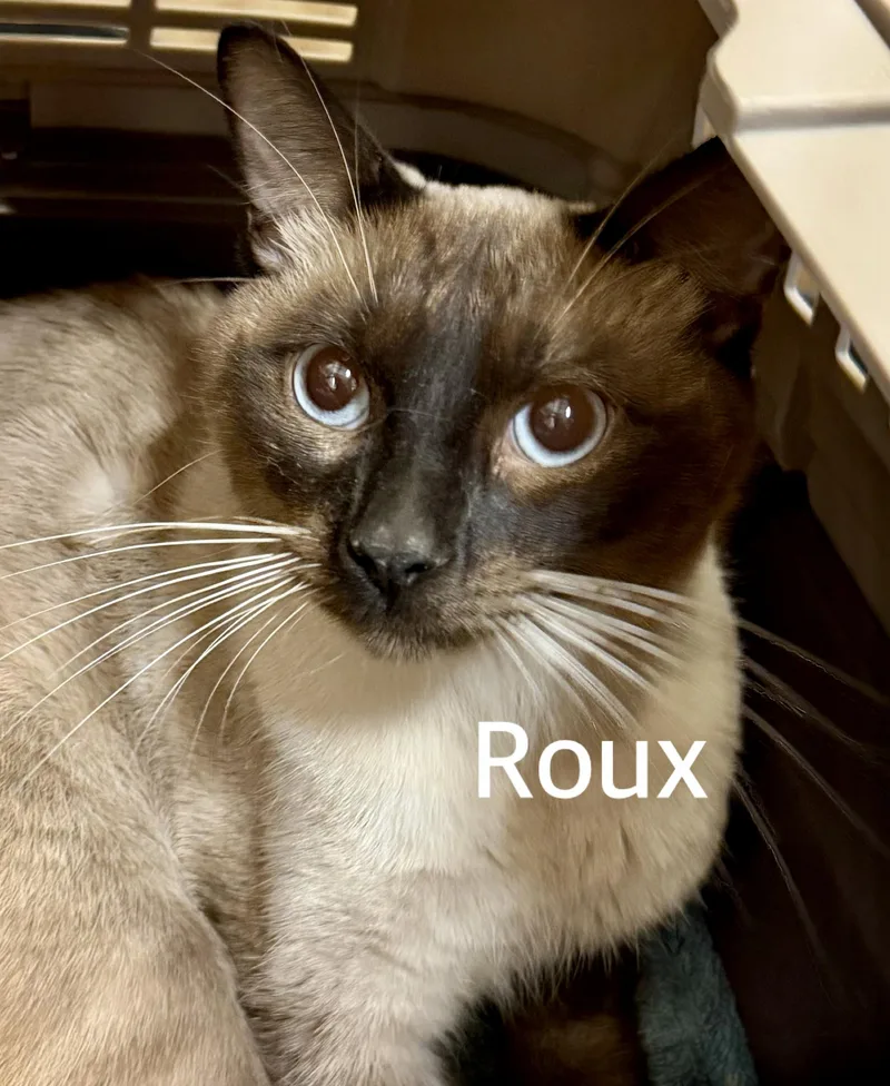 Roux thumbnail 3