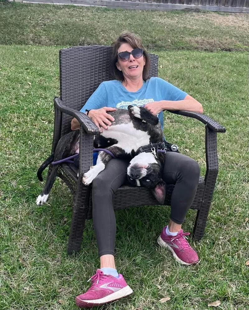 An adult medium-sized female Brindle Pit Bull Terrier dog named Lane Boots The Snuggly for adoption in Friendswood, TX