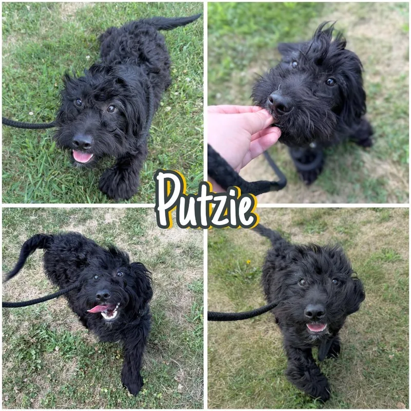 A baby small-sized male Poodle dog named Putzie for adoption in Pierceton, IN