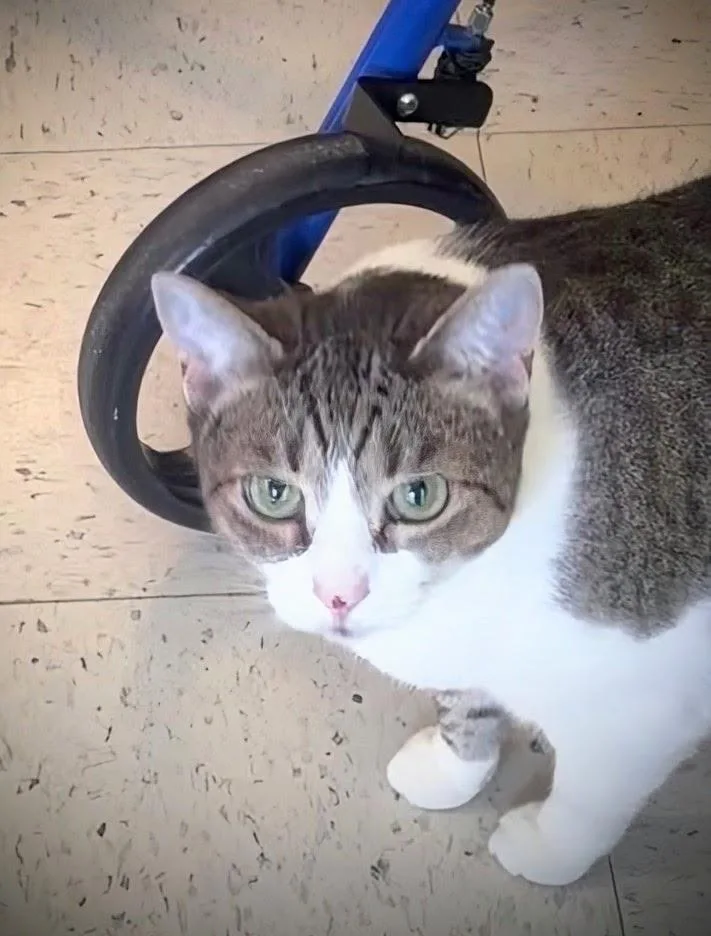 An adult large-sized female Tabby (Buff / Tan / Fawn) Tabby cat named Ms. Sasha & Mr. for adoption in Maryville, TN