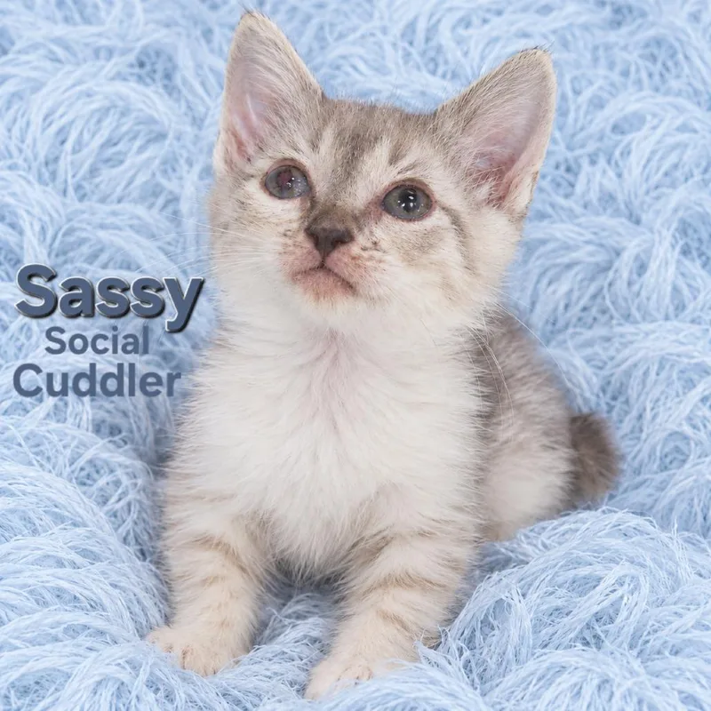 A baby small-sized female Manx cat named Sassy for adoption in Quincy, OH
