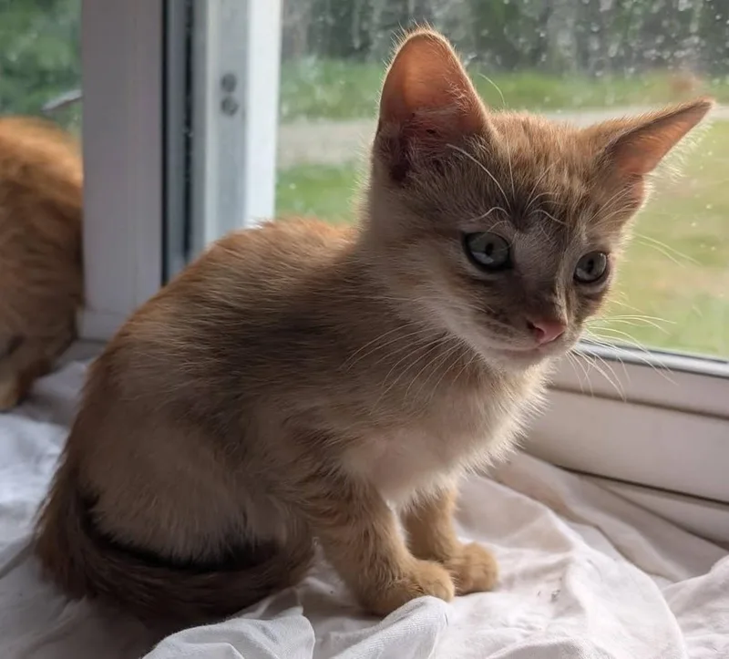 A baby medium-sized male Orange / Red Tabby cat named Copper for adoption in Libby, MT