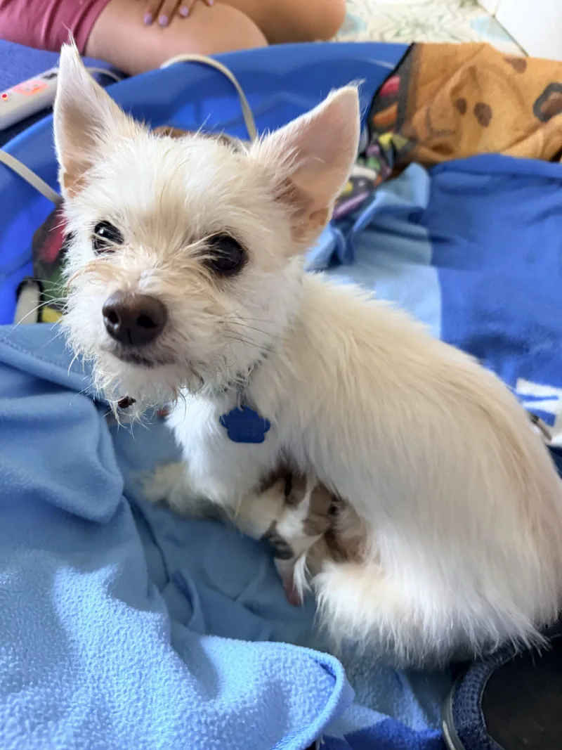 Lady Bug thumbnail 2