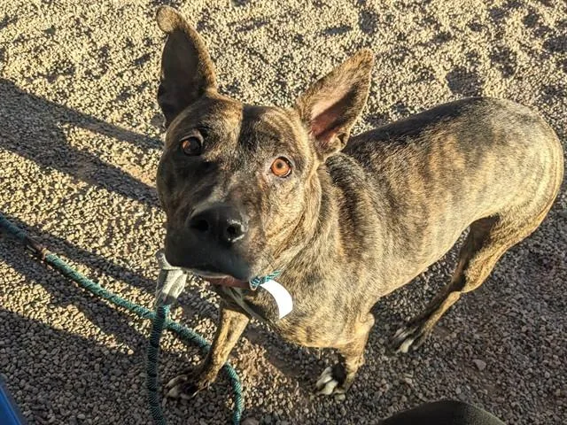 A young large-sized female Pit Bull Terrier dog named Videl for adoption in Mesa, AZ