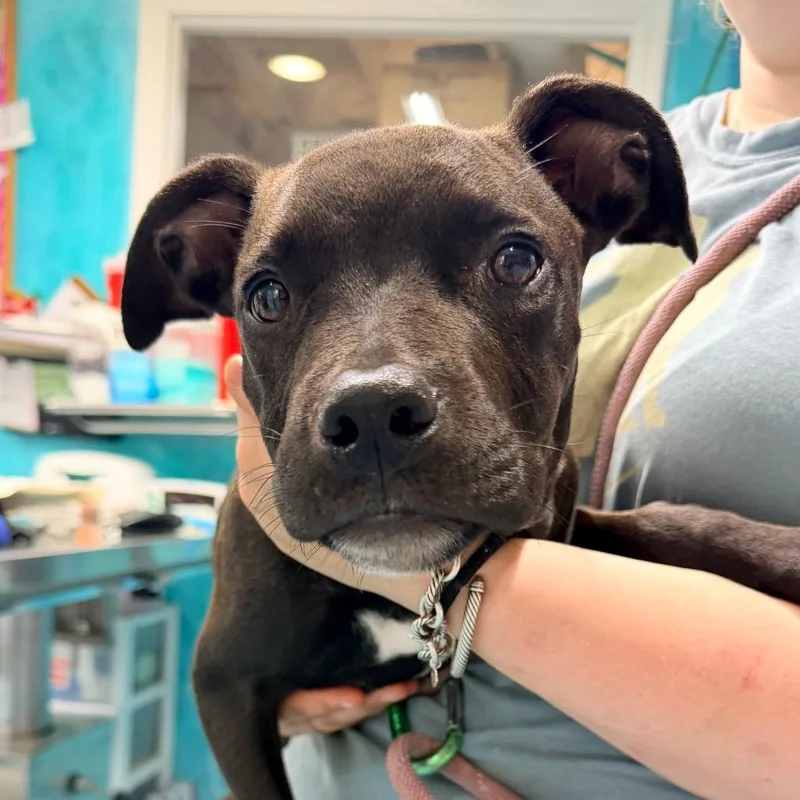 A baby small-sized male Black Mixed Breed dog named Hopkins for adoption in Rocky Mount, VA