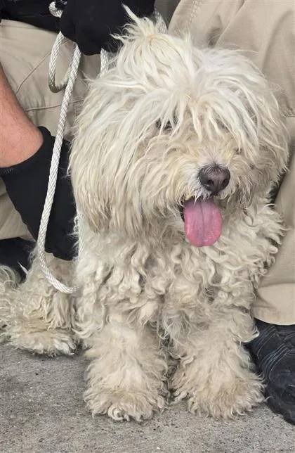 A senior small-sized male Black Mixed Breed dog named Bombon for adoption in El Paso, TX