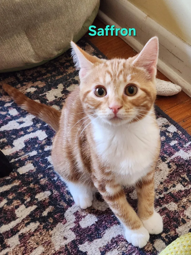 A baby small-sized female Orange & White Domestic Short Hair cat named Saffron for adoption in Warminster, PA