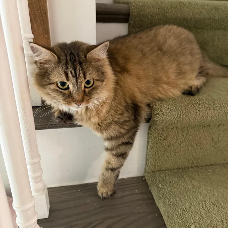 An adult small-sized female Brown / Chocolate Maine Coon cat named Ambrosia Nrar for adoption in Merrifield, VA