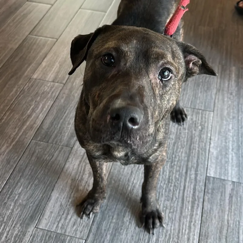 An adult large-sized male Brown / Chocolate Mixed Breed dog named Baxter for adoption in Jacksonville, FL
