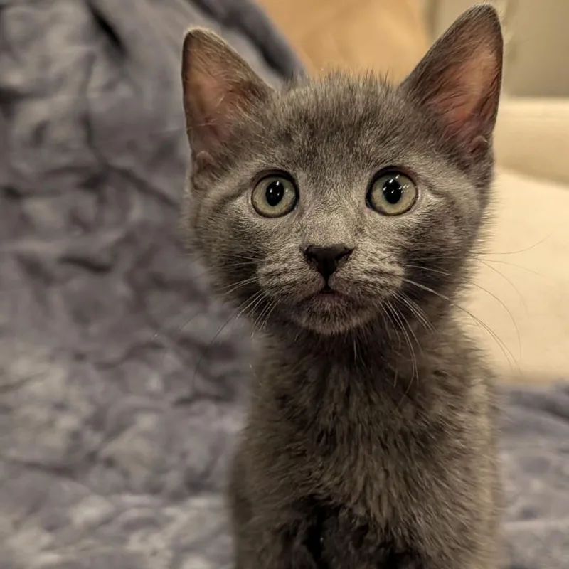 A baby small-sized male Gray / Blue / Silver Domestic Short Hair cat named Bo for adoption in Oceanside, NY