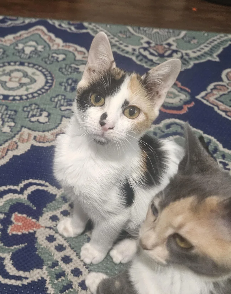 A baby small-sized female Domestic Short Hair cat named Tofu for adoption in Youngtown, AZ