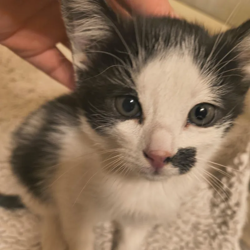 A baby small-sized male White Domestic Short Hair cat named Phantom for adoption in Layton, UT