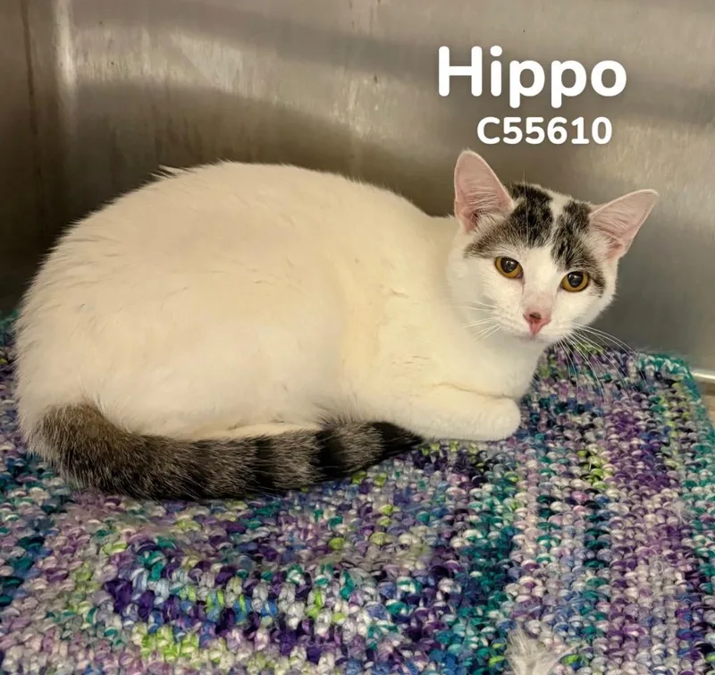 Hippo