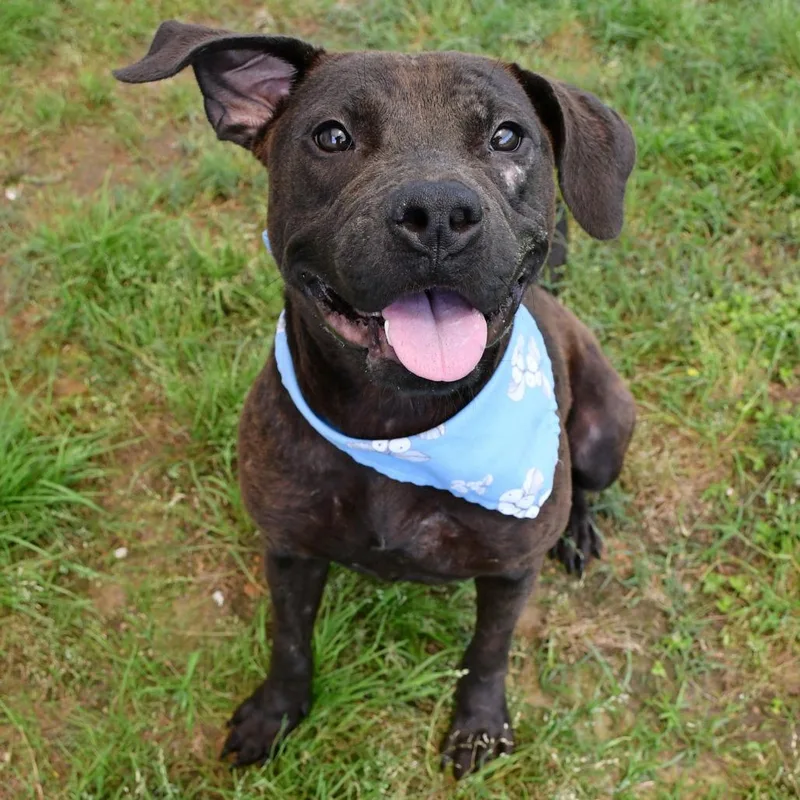 An adult medium-sized female Brown / Chocolate Pit Bull Terrier dog named Onyx for adoption in Beaumont, TX