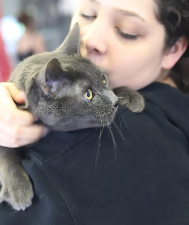 A young large-sized male Gray / Blue / Silver Russian Blue cat named Honeysuckle is a HONEY for adoption in Bedford Hills, NY