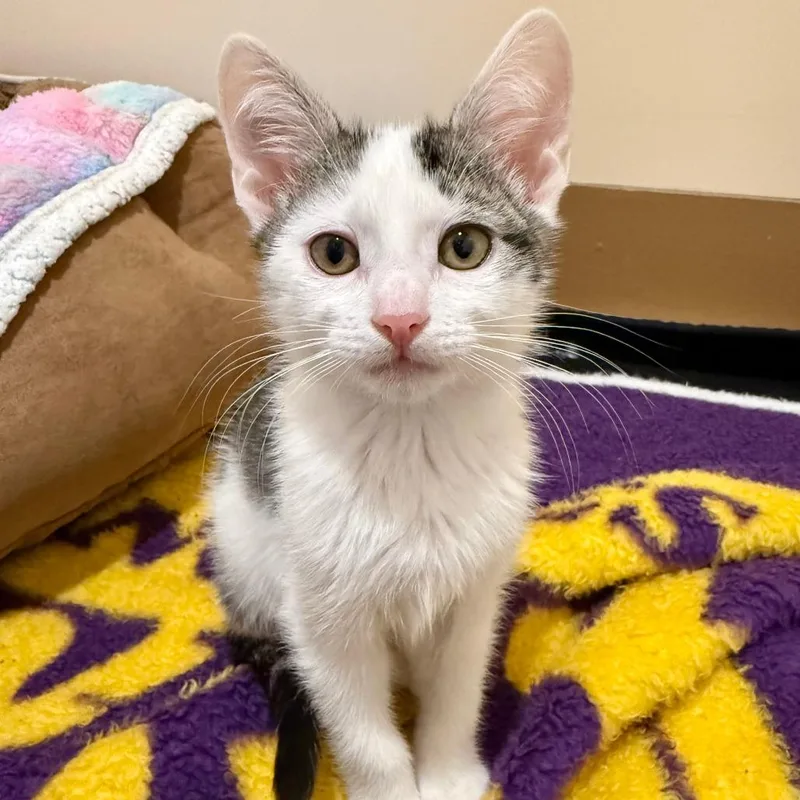 A baby small-sized male White Domestic Short Hair cat named Elvis for adoption in Agoura Hills, CA