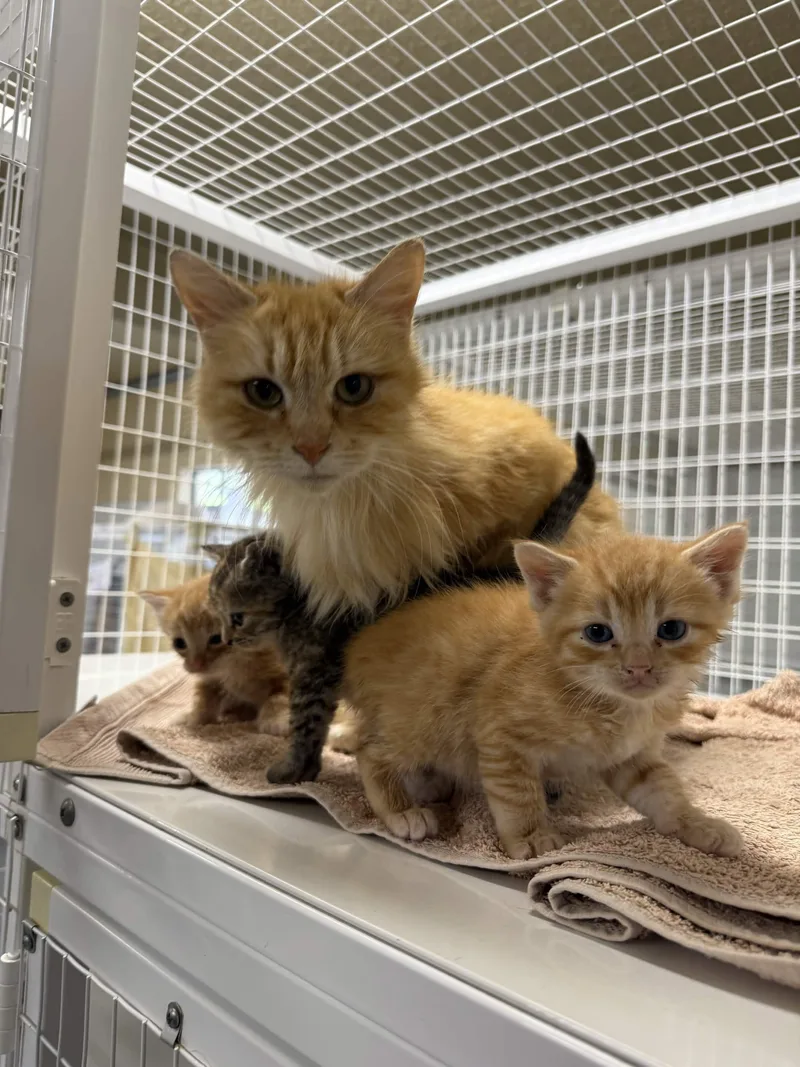 An adult medium-sized female Tabby (Orange / Red) Domestic Medium Hair cat named Goldfish for adoption in San Luis Obispo, CA