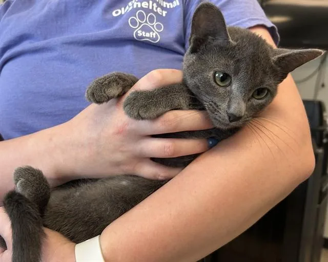 A baby small-sized female Domestic Short Hair cat named Bott for adoption in Olathe, KS