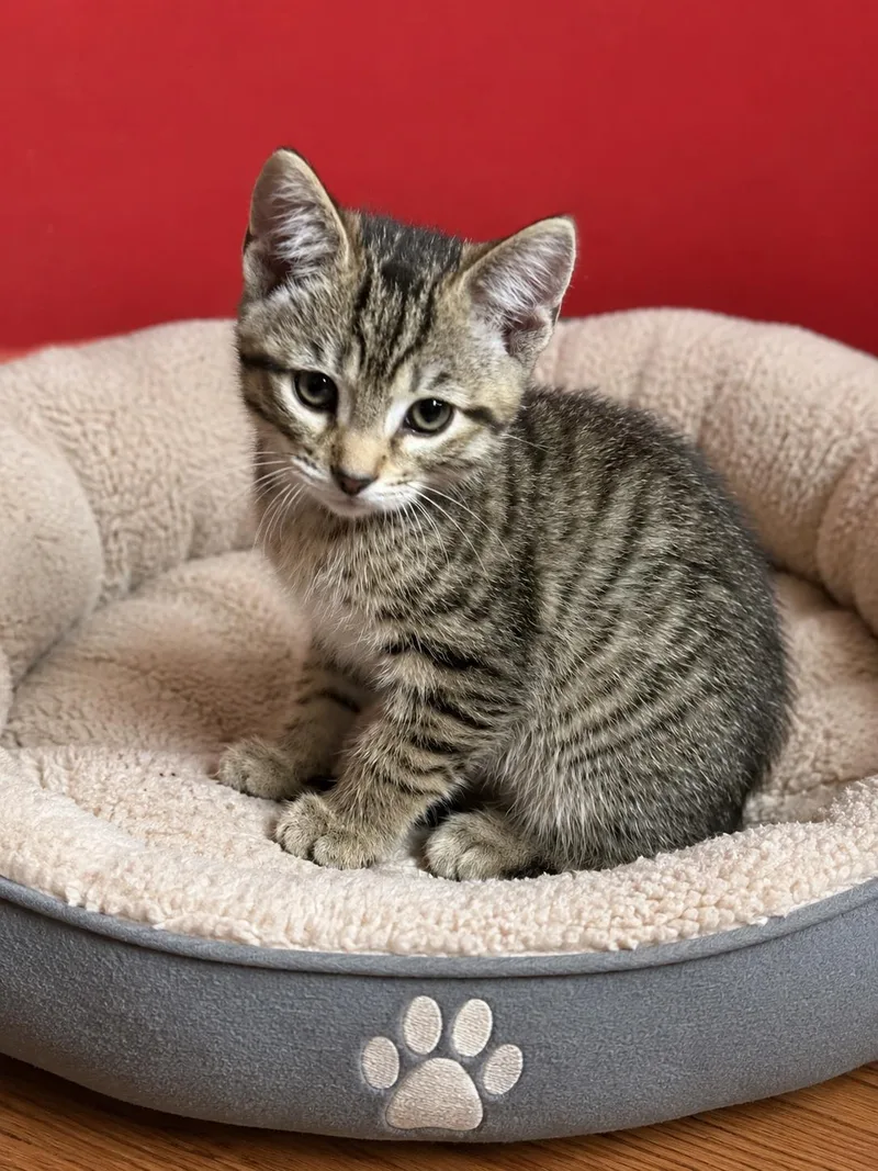 A baby medium-sized male Domestic Short Hair cat named Sawyer for adoption in Nashville, TN
