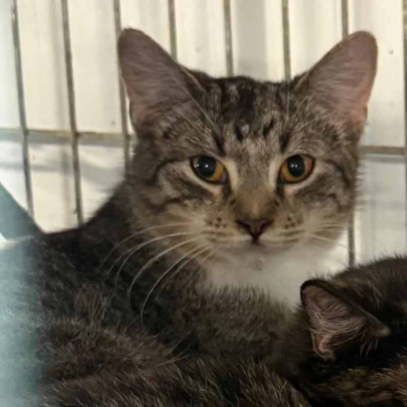 A young small-sized female Brown / Chocolate Domestic Short Hair cat named Amber for adoption in Granby, MO