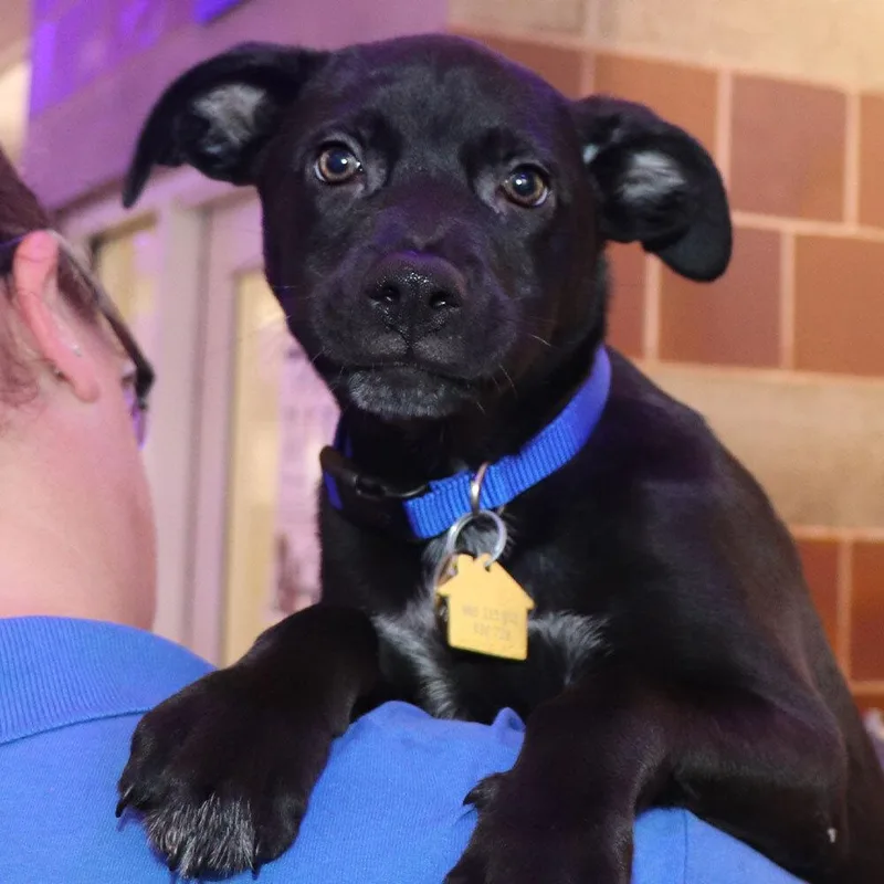 A baby small-sized male Mixed Breed dog named Stetson for adoption in Port Washington, NY