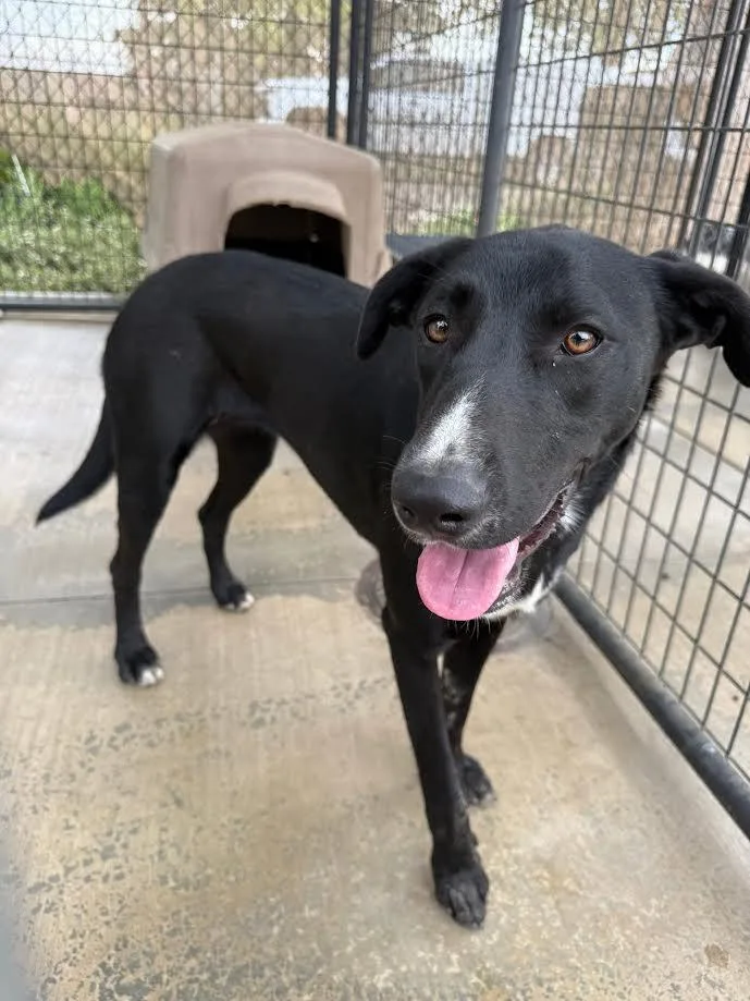 An adult medium-sized female Black Labrador Retriever dog named Ivy for adoption in Oakdale, CA