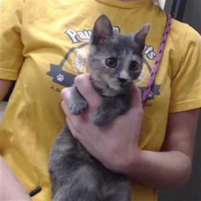 A baby small-sized female Domestic Short Hair cat named Lollipop for adoption in Denver, CO