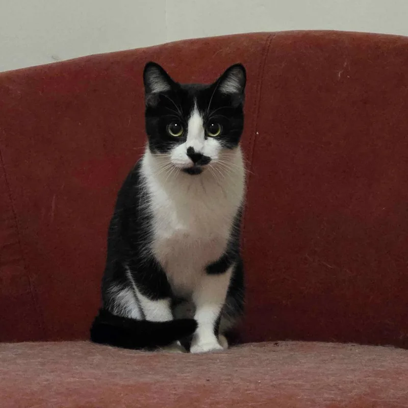 A young medium-sized female Black Domestic Short Hair cat named N.s for adoption in Inver Grove Heights, MN