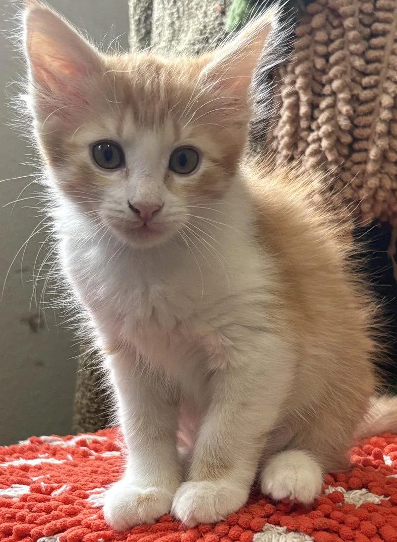 A baby medium-sized female Orange & White Domestic Medium Hair cat named Precious for adoption in Ventura, CA