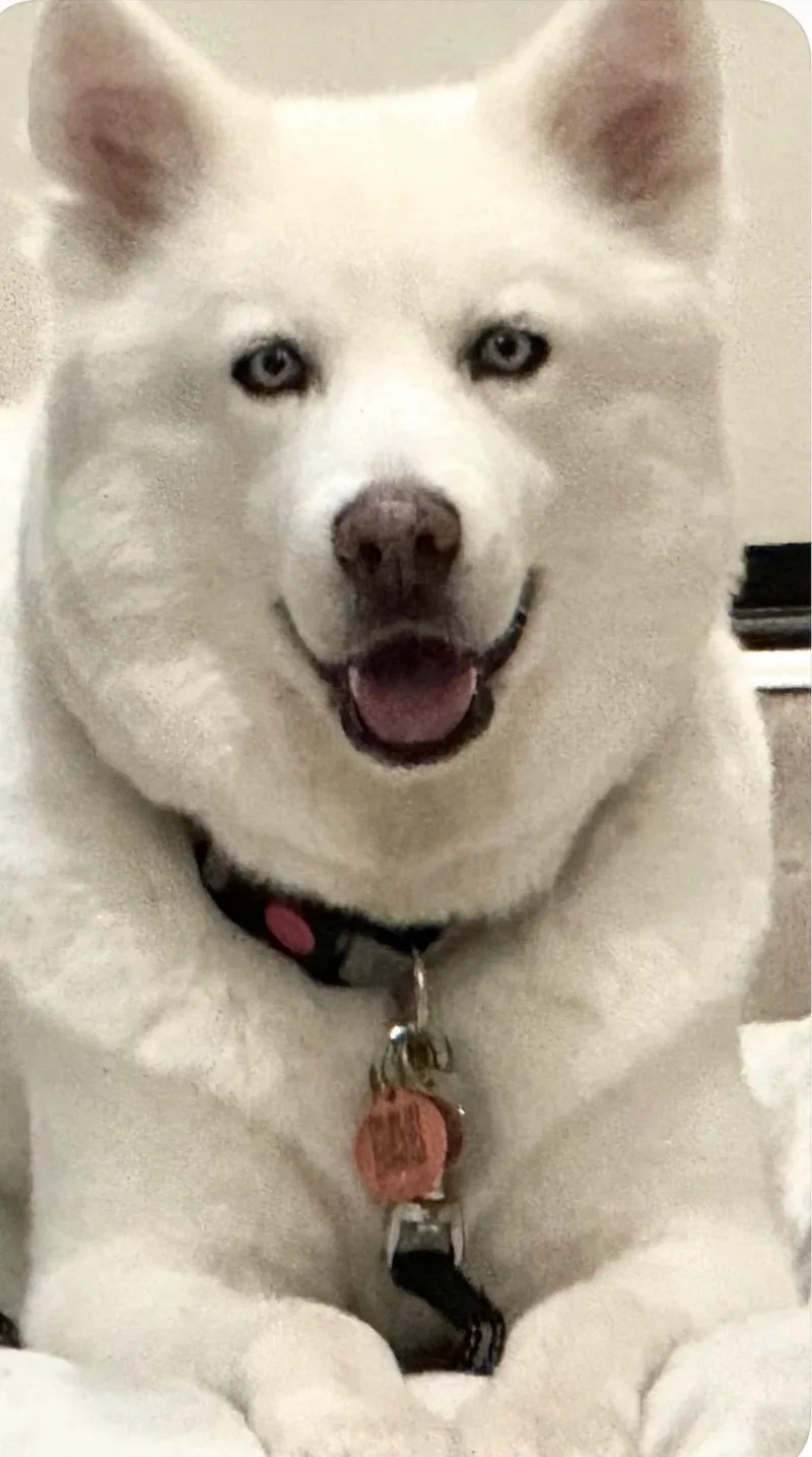 An adult medium-sized male White / Cream Siberian Husky dog named Prince Loki for adoption in Menifee, CA