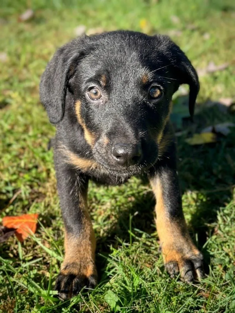 A baby medium-sized male Black Coonhound dog named Carl for adoption in Columbia, MD