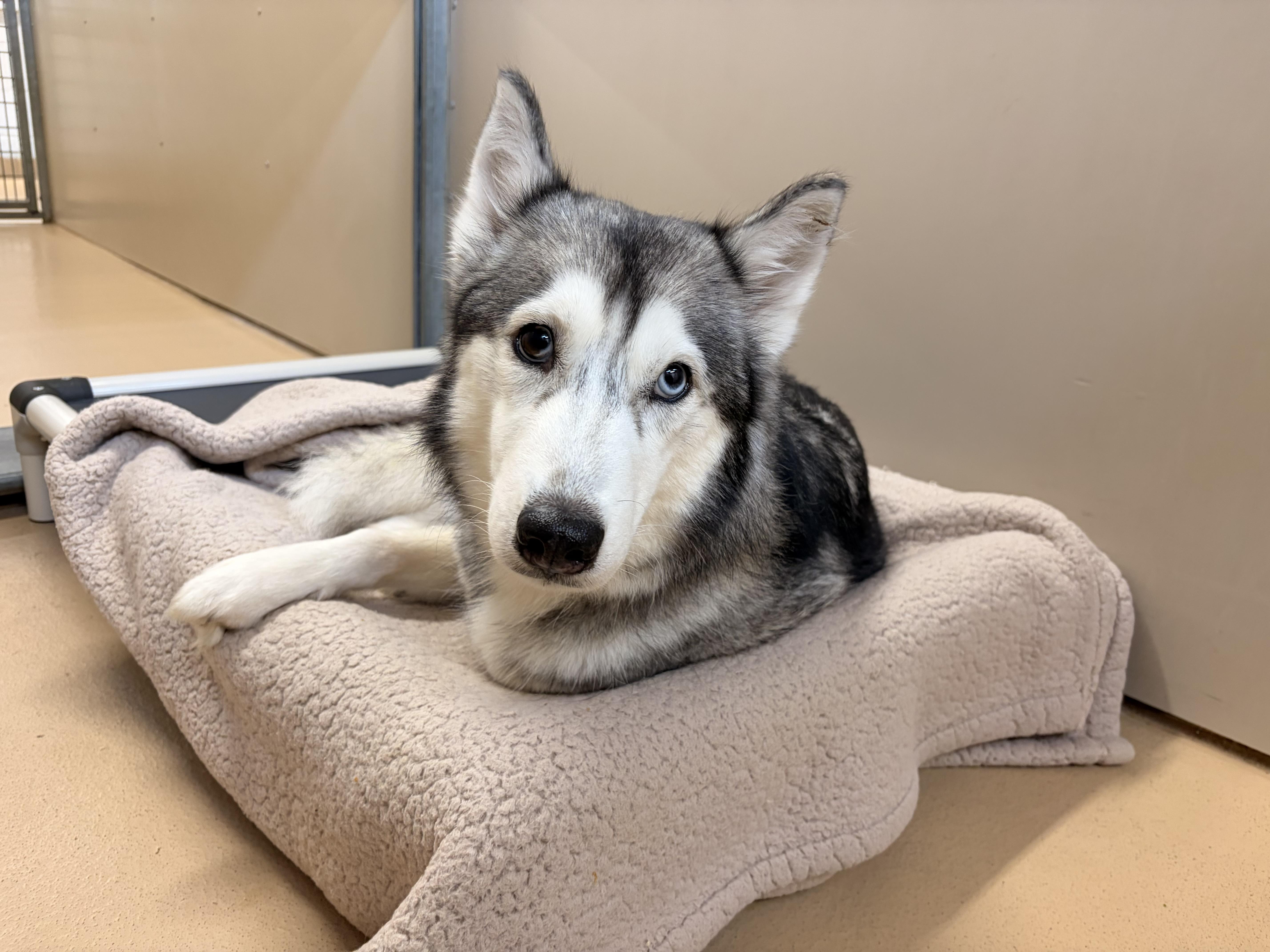 A young medium-sized female Siberian Husky dog named Lola for adoption in Saint Charles, MO