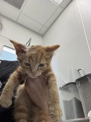 A young small-sized male Domestic Medium Hair cat named Cosmos for adoption in Lafayette, IN