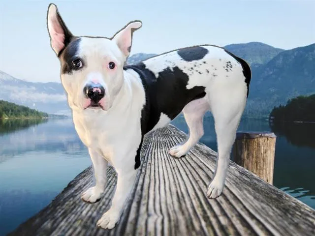 An adult extra large-sized male Mixed Breed dog named Joey for adoption in Chatsworth, CA