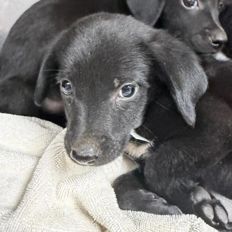 A baby small-sized male Black Labrador Retriever dog named Madi for adoption in Parrish, AL