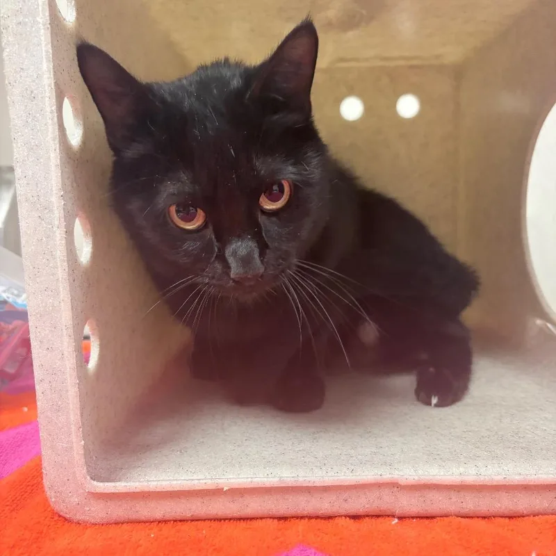An adult medium-sized female Black Domestic Short Hair cat named Amethyst for adoption in Reno, NV