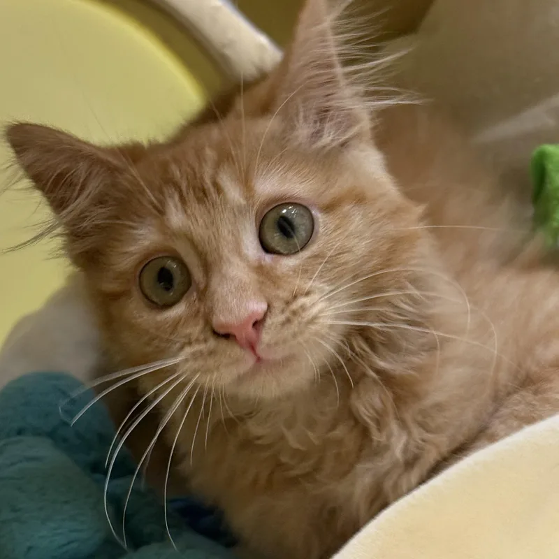 A baby medium-sized female Orange / Red Domestic Medium Hair cat named Momo for adoption in Austin, TX