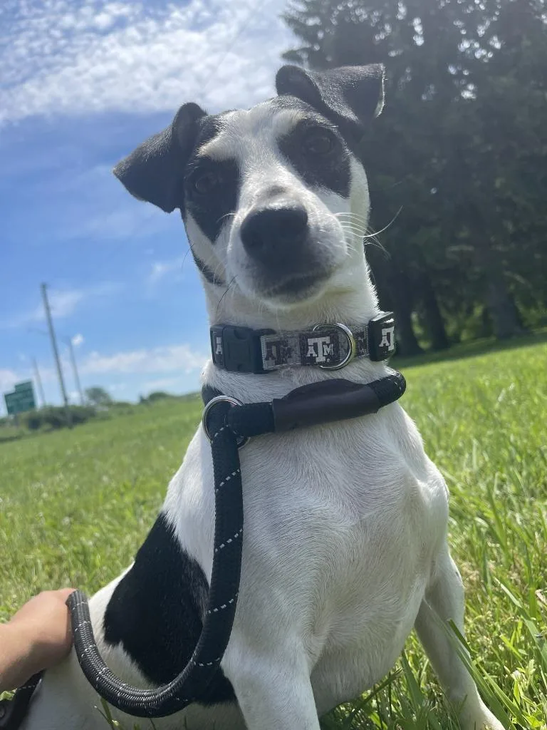 An adult small-sized female Jack Russell Terrier dog named Dee Dee Pickles for adoption in Fremont, OH
