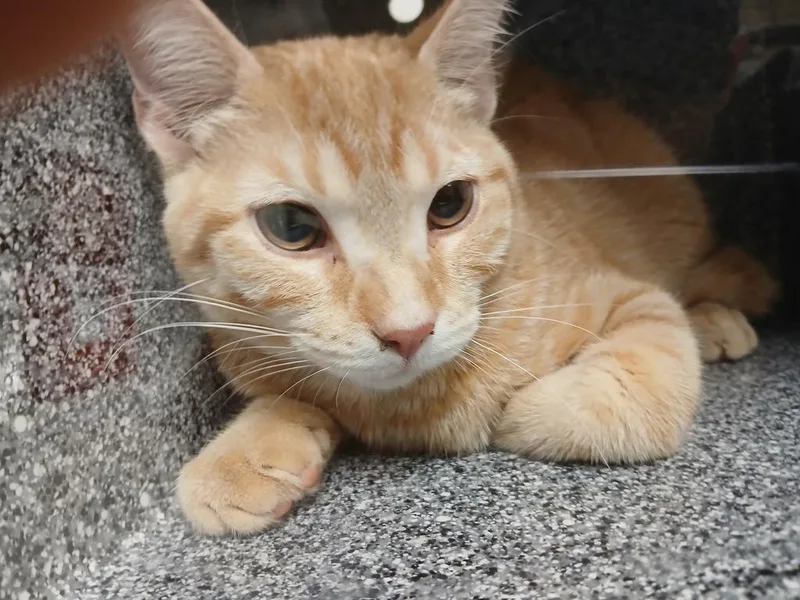 A baby small-sized male Domestic Short Hair cat named Morty for adoption in Greenfield, IN
