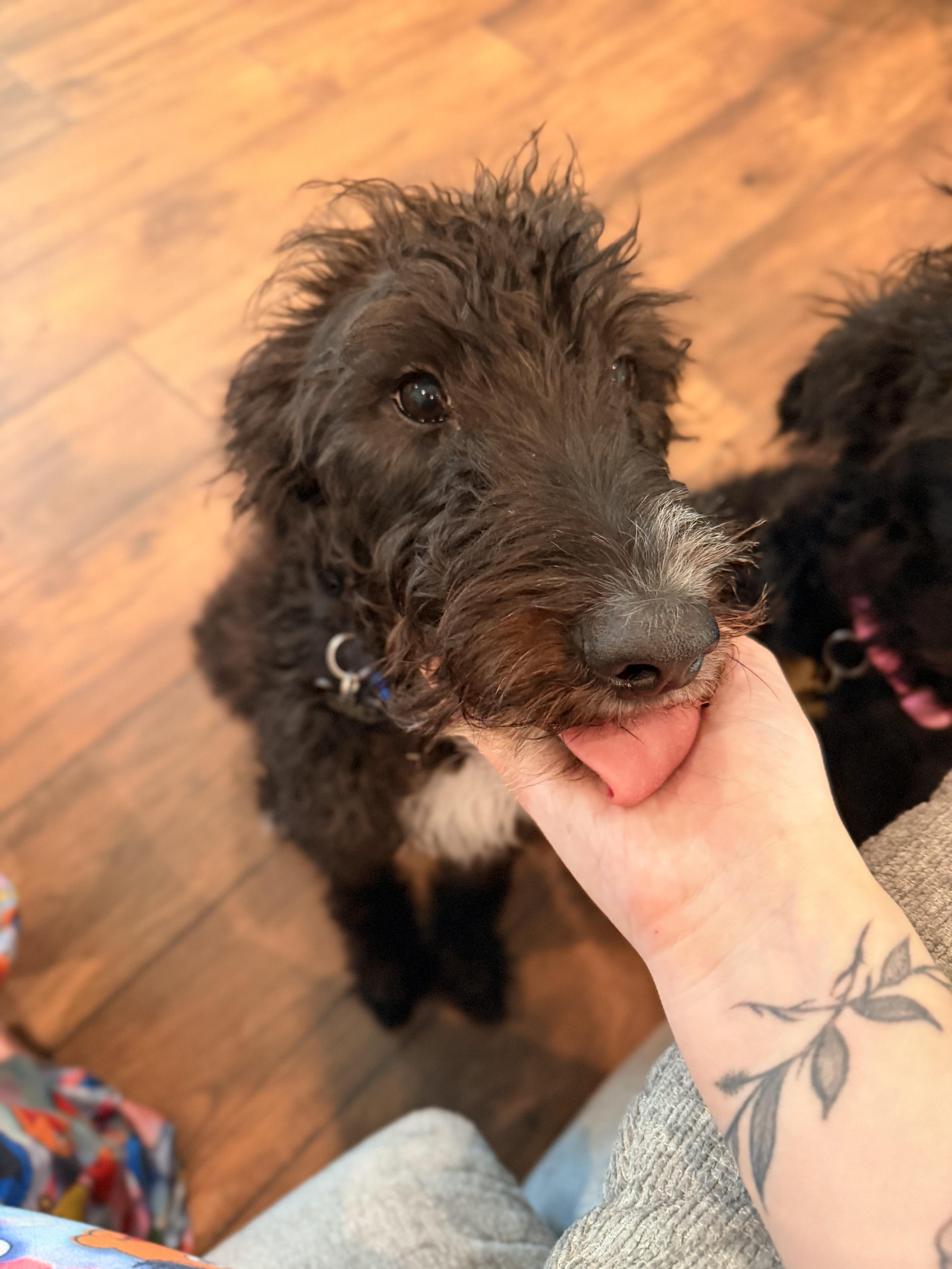 A young small-sized male Labradoodle dog named Winston for adoption in Cleveland, TX