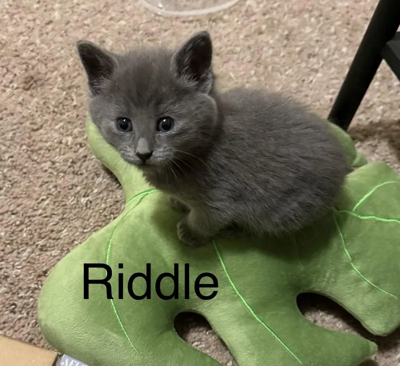 Riddle thumbnail 2
