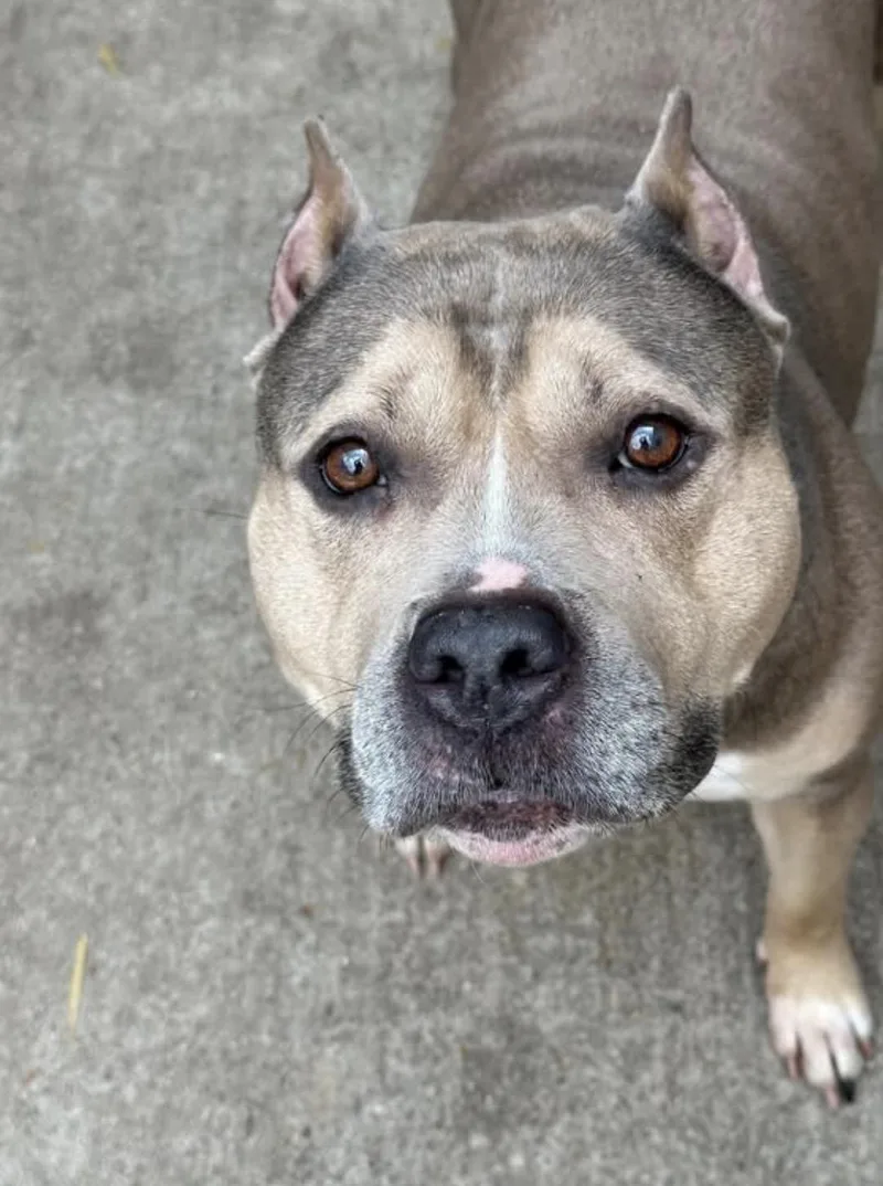 An adult medium-sized female Tricolor (Brown, Black, & White) Pit Bull Terrier dog named Frida for adoption in Chicago, IL
