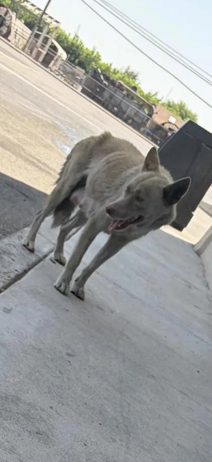 An adult medium-sized female Siberian Husky dog named Wednesday for adoption in Fresno, CA