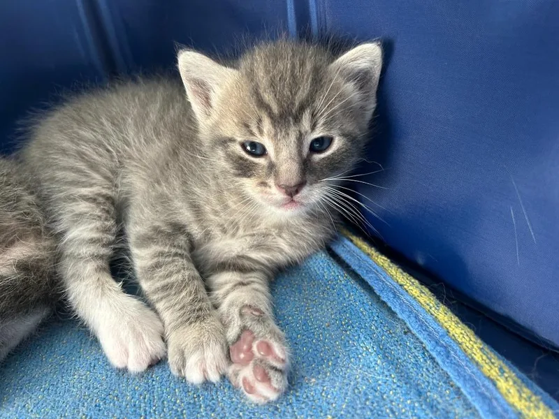 A baby small-sized male Domestic Short Hair cat named William for adoption in Thousand Oaks, CA