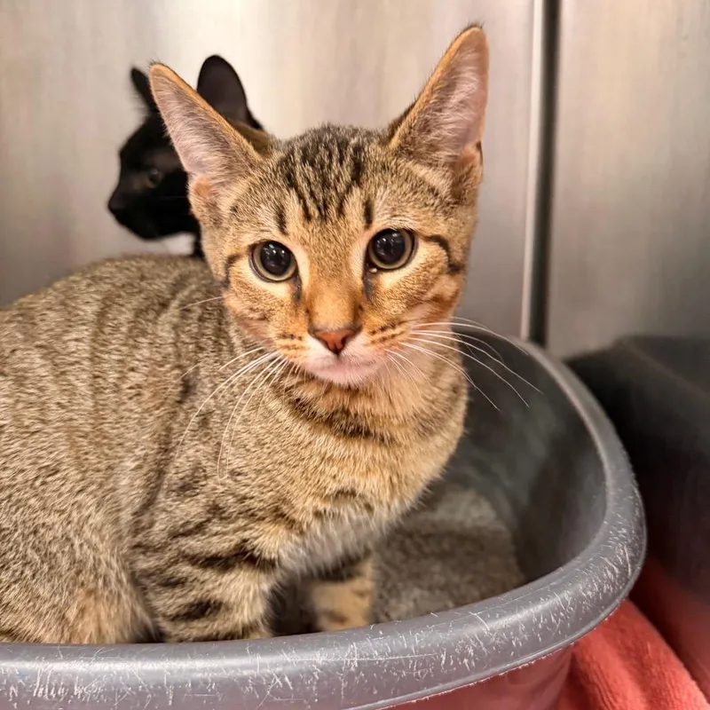 A baby small-sized male Brown / Chocolate Domestic Short Hair cat named Joon for adoption in Indianapolis, IN
