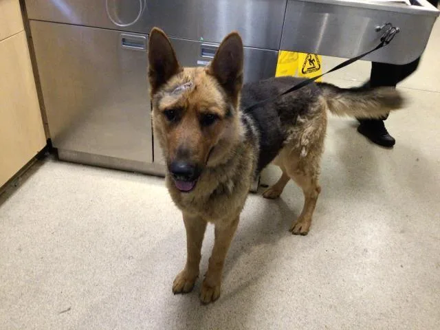 A young large-sized male German Shepherd Dog dog named Arco for adoption in Riverside, CA